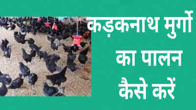 Kadaknath ka business | kadaknath poultry farming कैसे करें