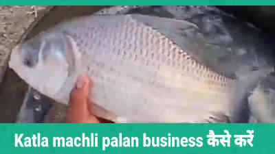 Katla machli palan business कैसे करें
