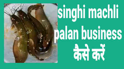singhi machli palan business कैसे करें